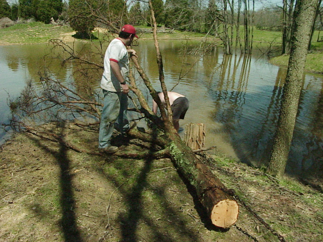 Winching Trees Out Of Lake