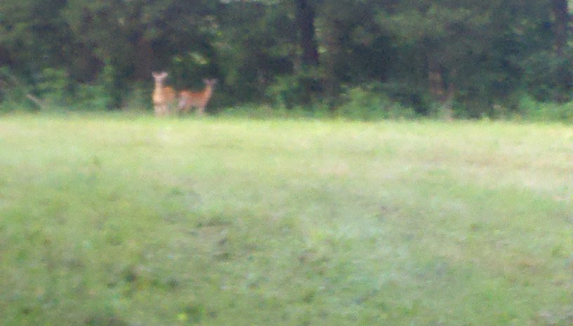 Watching deer from the Jeep